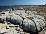 Flower's Cove. Versteende algen 650 miljoen jaar oud